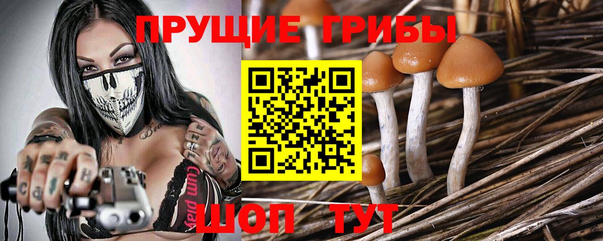 Псилоцибиновые грибы Cubensis Бахчисарай